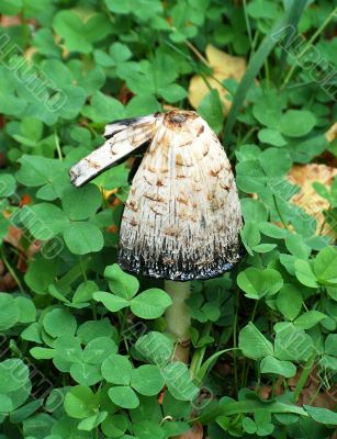 Fungus  in clover.
