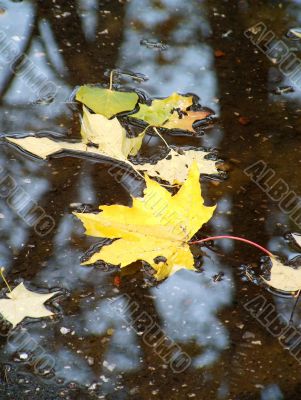 Autumn leaves in water