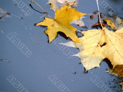 Autumn leaves in water