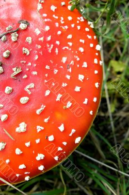 Red mushroom