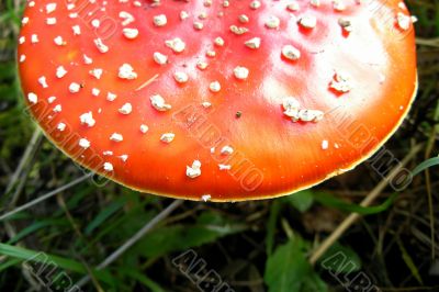 Red mushroom