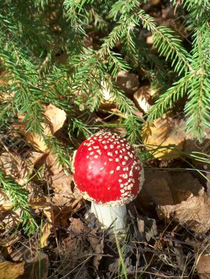 Red mushroom in forest