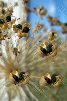 Exotic plant with seeds