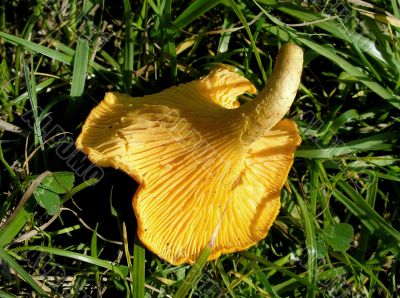 Orange mushroom in grass