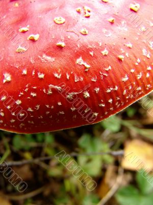 Mushroom toadstool