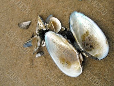Cockleshells on sand
