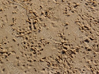 Bird footsteps on sand