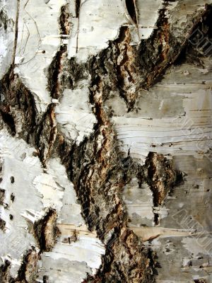 Birch bark