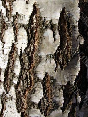 Birch bark