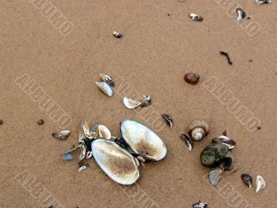 Cockleshells on sand