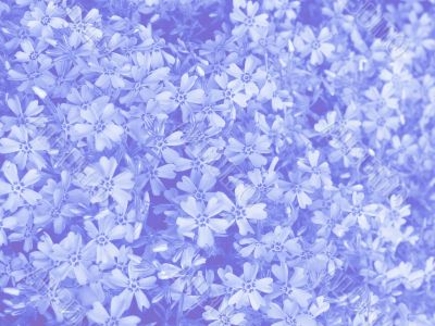 Blue flowers background