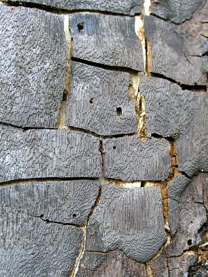 Bark of an old tree