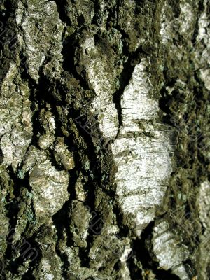 Bark of tree