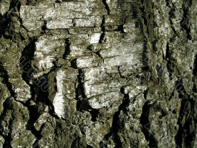 Bark of tree