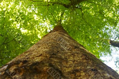 Tree from the bottom