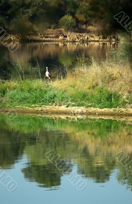 stork and calm lake