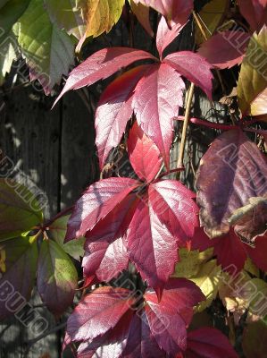Leaves of the grapes