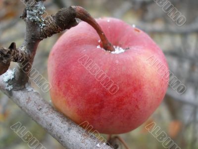 Gifts to the autumn 4