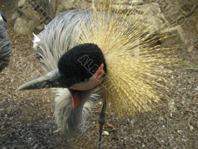 One of the most beautiful birds