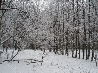 Winter forest
