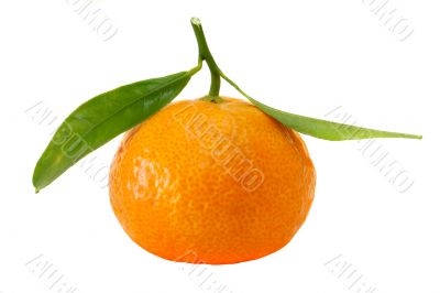 Organic Tangerine