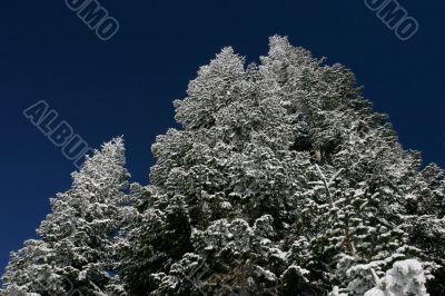 Pine trees covered with snow after a storm