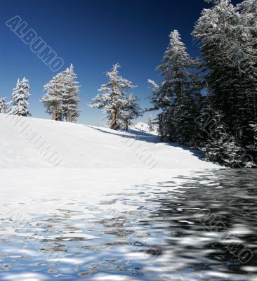 Pine trees covered with snow after a storm