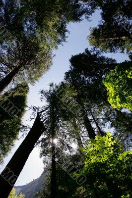 Tall trees in Yosemite