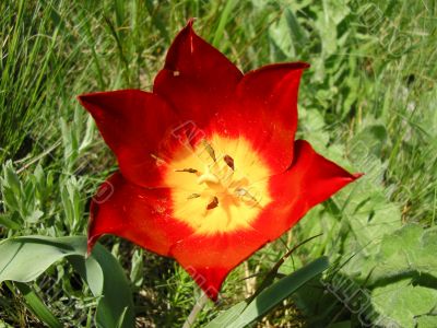 Wild red tulip