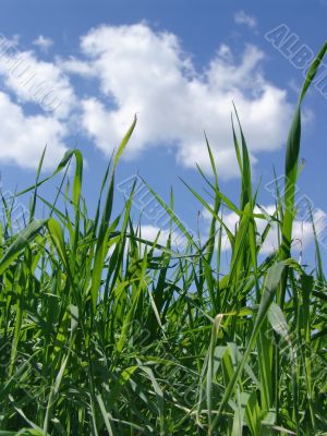 Sky and  grass