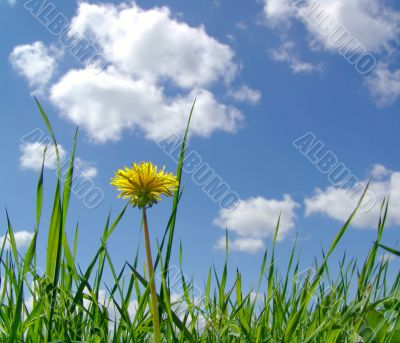 Sky and  dandelion