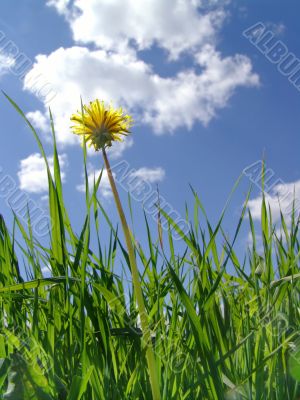 Sky and  dandelion