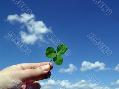 Leaf of clover in hand