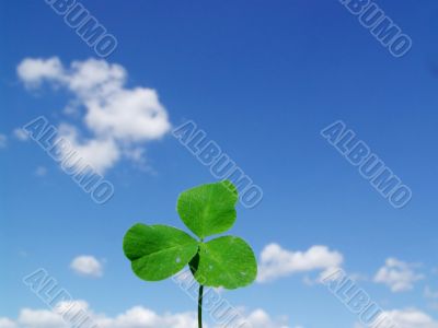 Leaf of clover on  blue sky