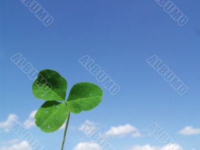 Leaf of clover on  blue sky
