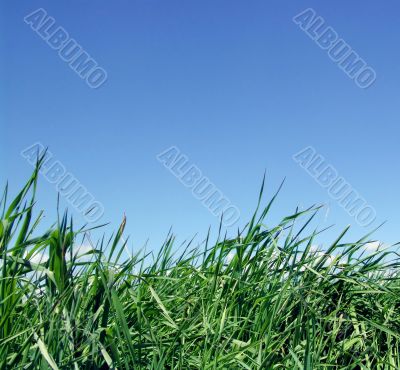 Sky and  grass