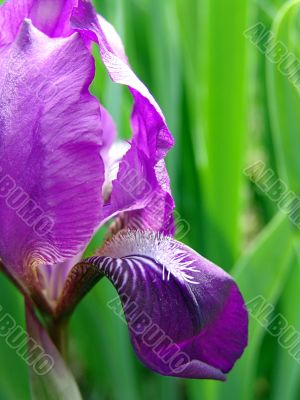 Iris