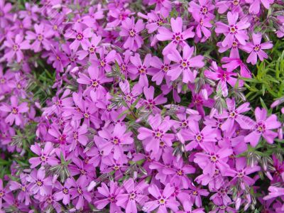 Pink flowers close-up