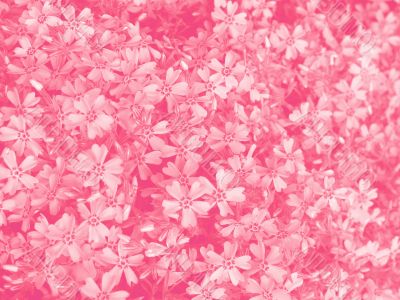Pink flowers background