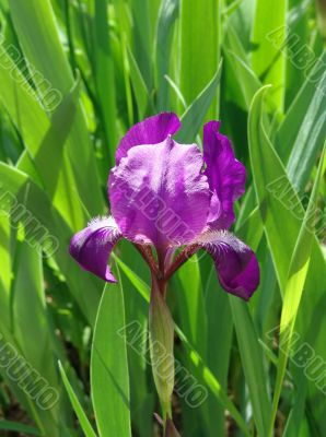 Violet Iris in garden