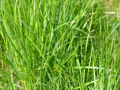 Green grass