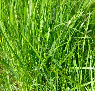 Green grass