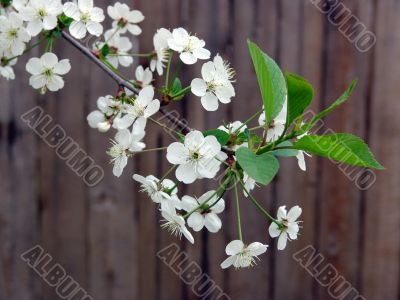  Blossoming cherry on wood background