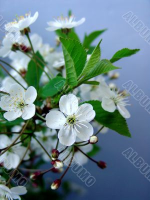  Blossoming cherry
