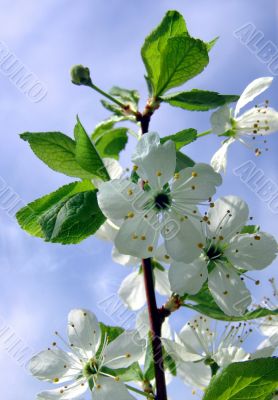  Blossoming cherry