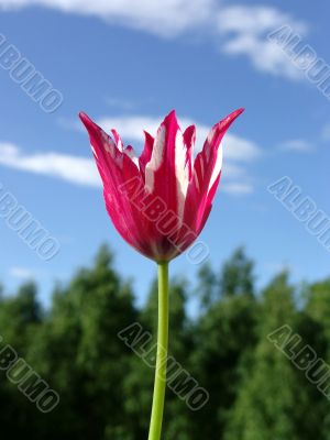 Tulip