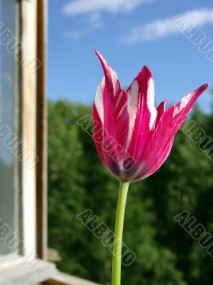 Tulip in an open window