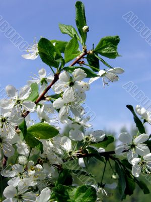 Spring. Blossoming cherry
