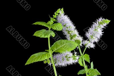 Mint wih flower