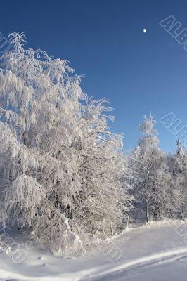 winter evening